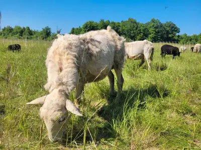 Katahdin Cross Ewes, View more