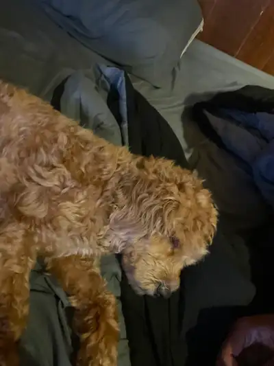 COCKAPOO FOR FREE!, View more
