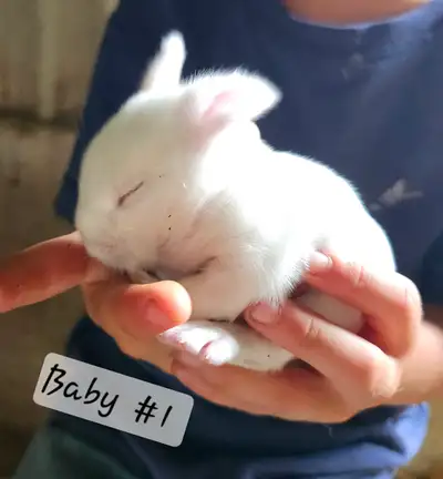 Baby bunnies, View more