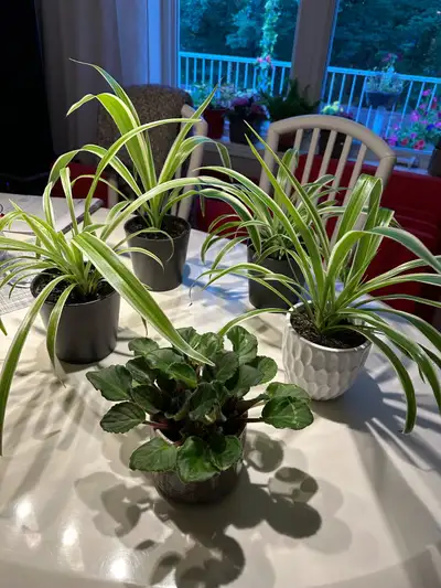 spider plant or violet plant , View more