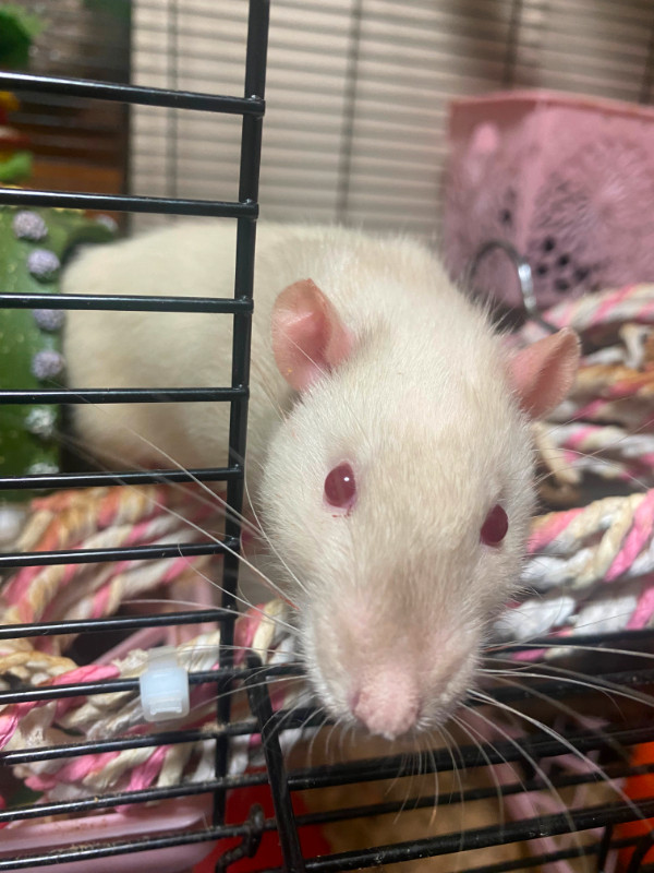 Pet Male Rats for Adoption in Small Animals for Rehoming in Abbotsford - Image 2