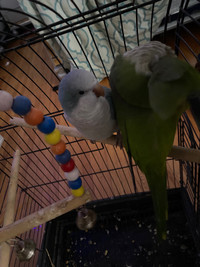 A friendly pair of quaker parrot for sale 