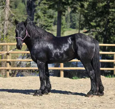 Percheron Stud, View more