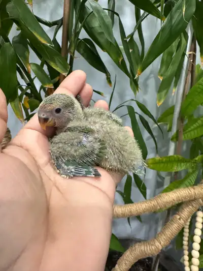 Lovebirds babies for sale , View more