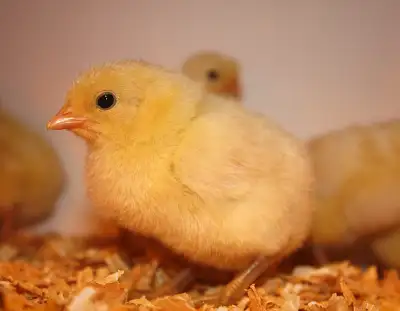Canadian Bresse Chicks  - Heritage breed, View more