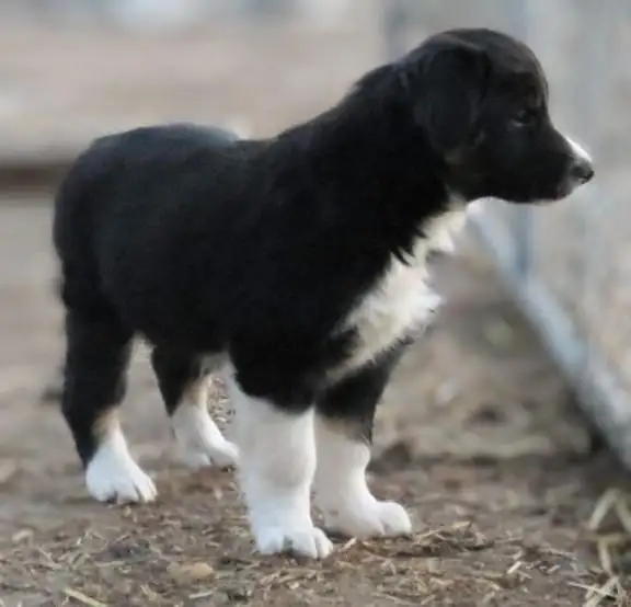 Australian Shepherd Border Collie puppies in Dogs & Puppies for Rehoming in Calgary - Image 4