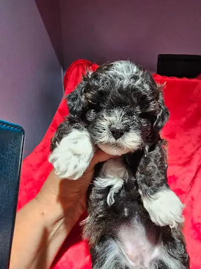 Yorkie Poo Puppies, View more