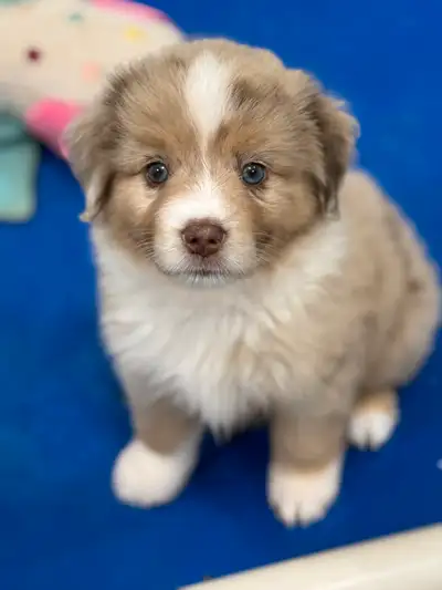 Mini American Shepherds (mini Aussies), View more