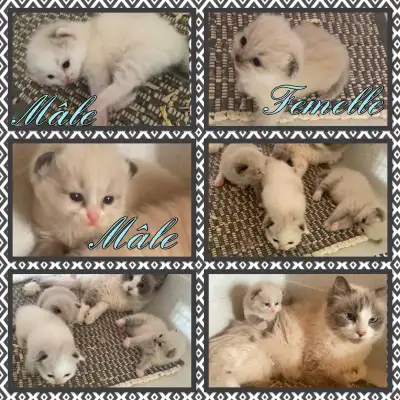Les Chatons Ragdoll Kittens Reservations, View more