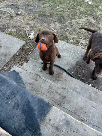 Ready to go!! These gorgeous puppies need to find their furever home! They are great with kids, love...