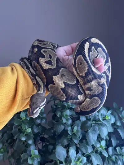 Female Ball Python, View more