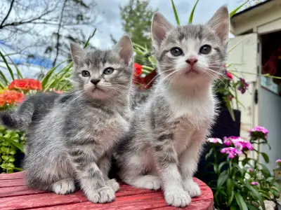 HALF PERSIAN KITTENS 7 WEEKS - Pickering , View more