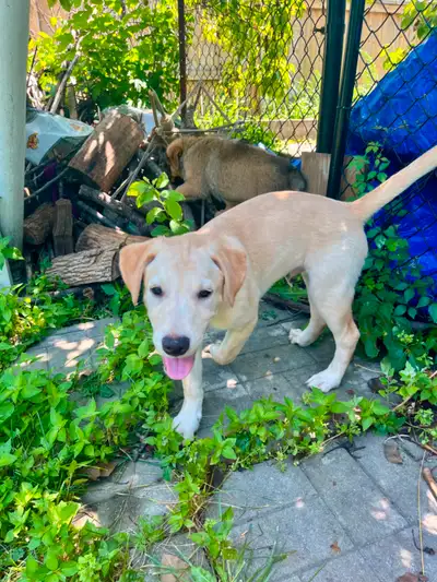 American Bulldog x Husky Puppies, View more