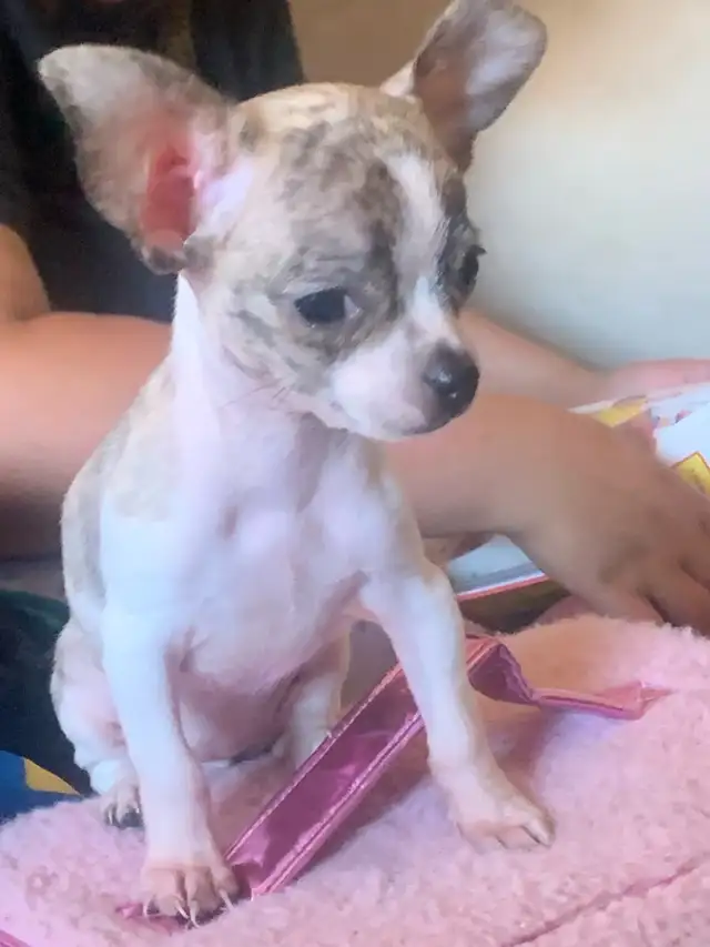rare brindle pattern pure bred female chihuahua for sale in Dogs & Puppies for Rehoming in City of Toronto - Image 9