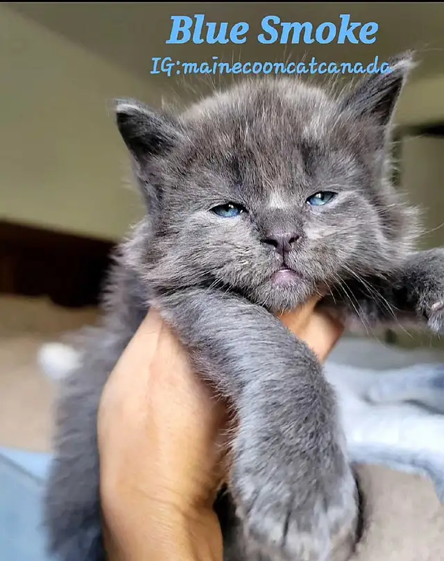 MAGNIFICENT MAINE COONS XL in Cats & Kittens for Rehoming in Oakville / Halton Region - Image 5