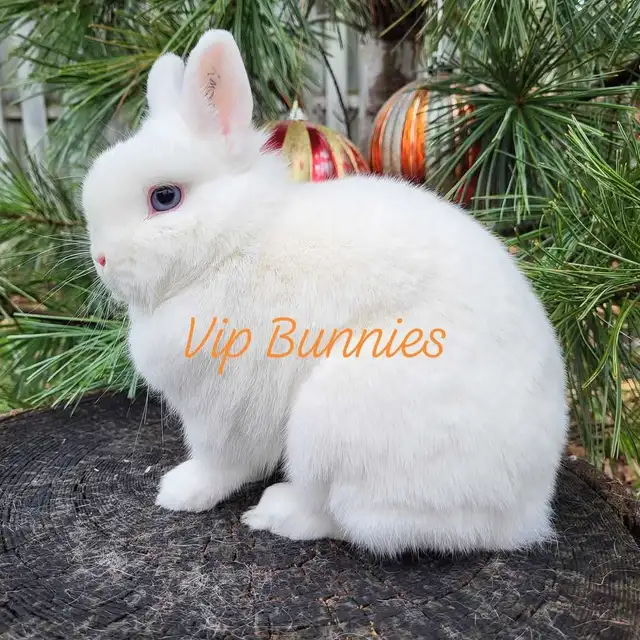 NETHERLAND DWARF,  LIONHEAD, HOLLAND LOP, MINI REX BUNNIES in Small Animals for Rehoming in Gatineau - Image 8
