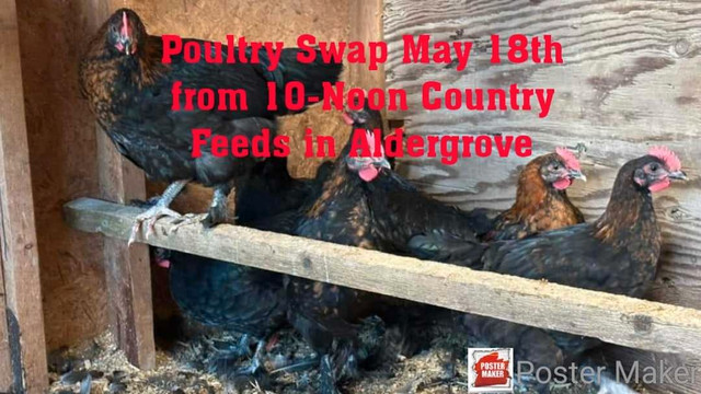 Poultry Swap!  in Livestock in Delta/Surrey/Langley - Image 4
