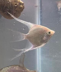 White angelfish 