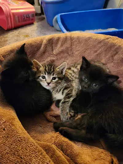 kittens available.. , View more