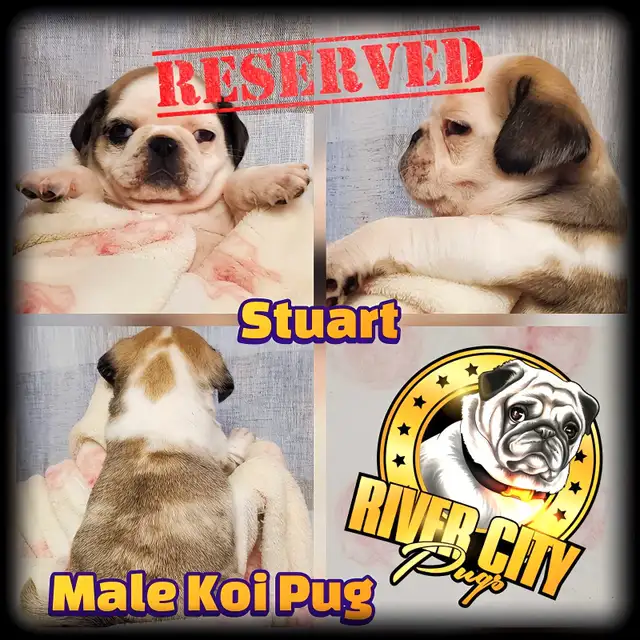 Panda Pug, Merle Pug & Koi Pug Puppies in Dogs & Puppies for Rehoming in Winnipeg - Image 6