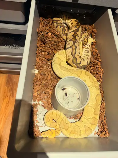 spotnose clown male for sale 1 years old, View more