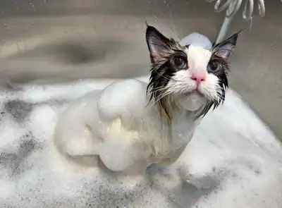 Cat Grooming Services In brampton, View more