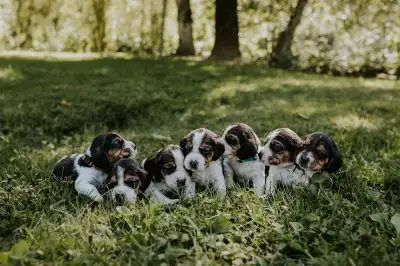 These beautiful beagle puppies are born and raised with children in the country They are super sweet...