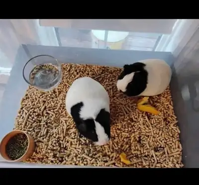 Free Sweet Guinea Pigs, View more