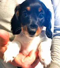 1 Left Purebred Longhaired Miniature Dachshund Puppy