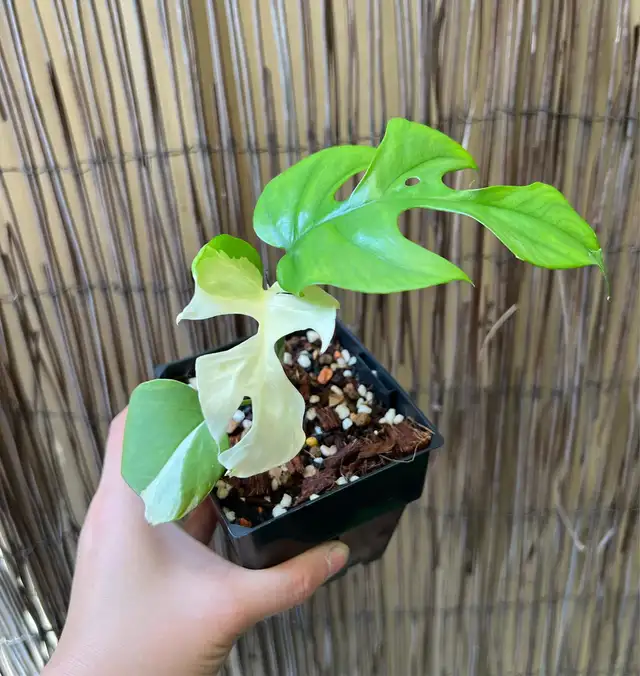 Tetrasperma variegated62864746313473121