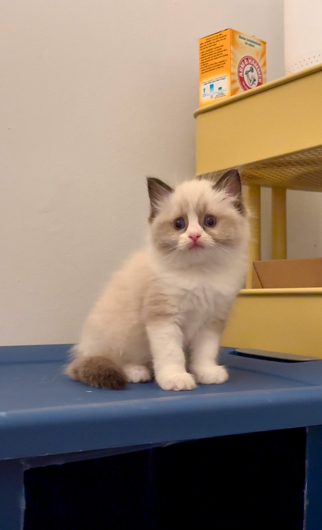 Beautiful kittens available for rehoming! in Cats & Kittens for Rehoming in Ottawa - Image 3