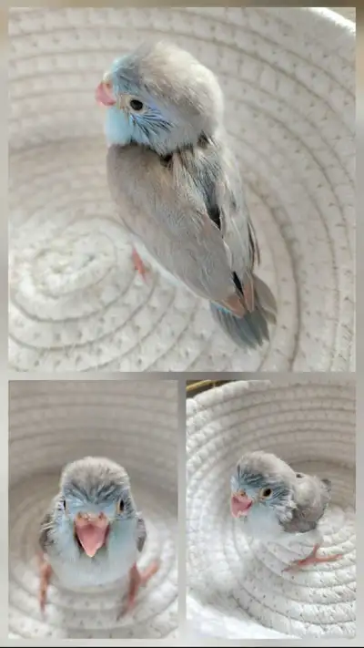 Cute white/blue parrotlet baby almost weaned, View more