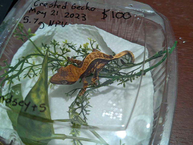 Crested Gecko & Lilly whites  in Reptiles & Amphibians for Rehoming in Petawawa - Image 3