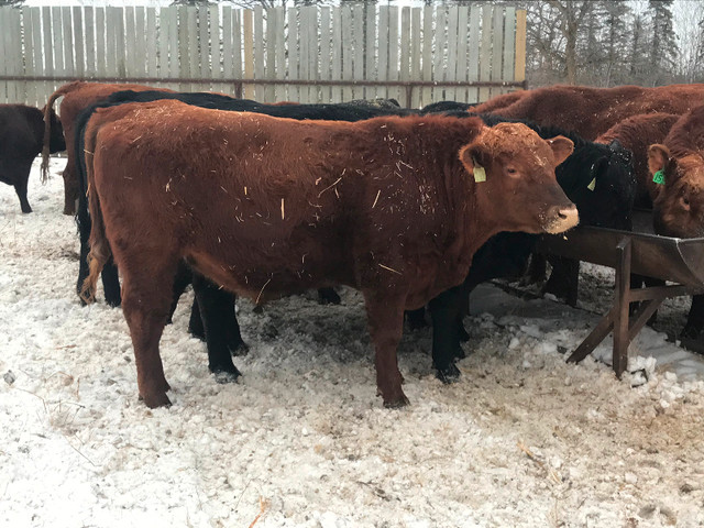 Angus bulls for sale. in Livestock in Winnipeg - Image 3