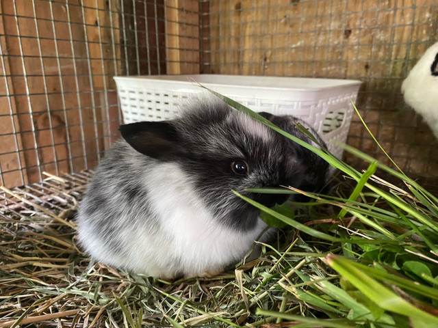 mini bunny in Small Animals for Rehoming in Stratford - Image 2