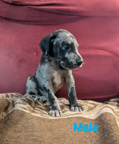 great dane puppies, View more