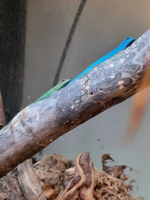 Juvenile Electric Blue Day Geckos in Reptiles & Amphibians for Rehoming in Kawartha Lakes - Image 4