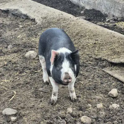 Live butcher ready hogs. Berkshire X 225 to 250+ pounds live weight. Outdoor raised. Fed grains and...