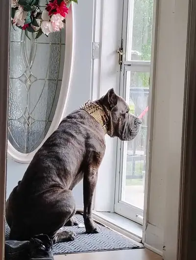 TRAINED Cane Corso, View more