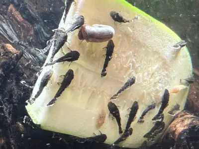 Pleco fry for sale, View more
