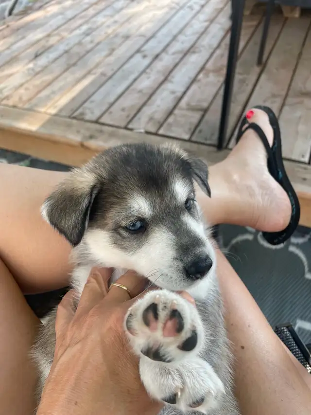 husky sibérien  chiot in Dogs & Puppies for Rehoming in Gatineau - Image 9