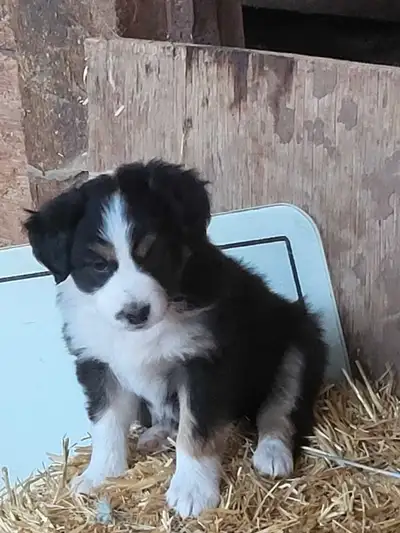 Beautiful farm raised Purebred Aussie pups. Father is gorgeous blue merle weighs 41 lbs. Mother a go...