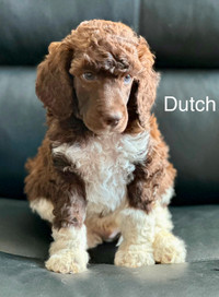 ***Standard Poodle Puppies***.