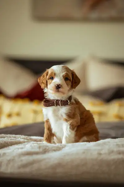 F1B small Bernedoodle puppies, View more
