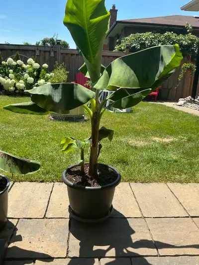 Musa Banana plant, View more