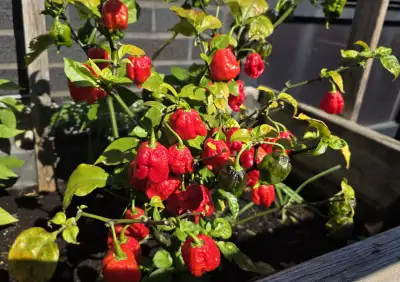 Carolina Reaper chili peppers spicy challenge, View more