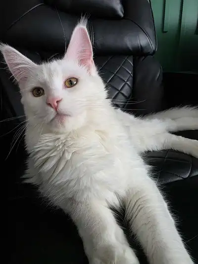 hite Maine Coon – Gentle, Loving Companion , View more