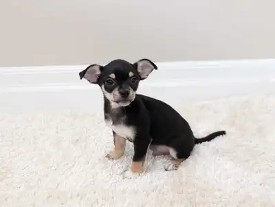 Chihuahua Male Looking for Home, View more