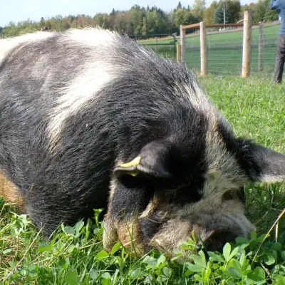 Kunekune Registered Pair, View more