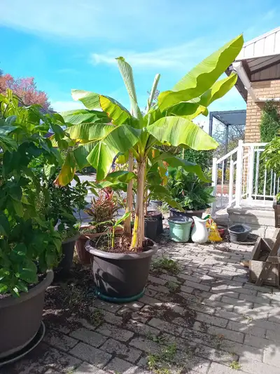 banana trees, View more